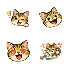 Japanese Cat Kijitora Illustration