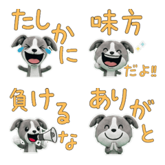 Plush Italian Greyhound 9th