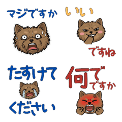 Moving Polite Cairn Terrier 24