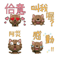 Moving Taiwanese Wirehair 34