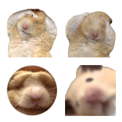 うちのハムちゃんずアップ絵文字♪