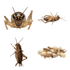 จิ้งหรีด ภาพจริง