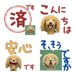 อัฟกัน ฮาวด์ สุภาพ 12