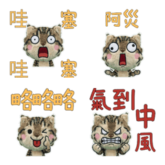 อเมริกันบ็อบเทล ไต้หวัน 34