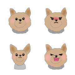 All about cute Yorkshire Terrier