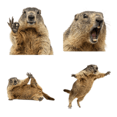 มาร์มอต ภาพจริง