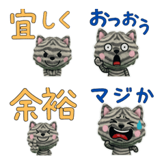 Plush American Shorthair 9th