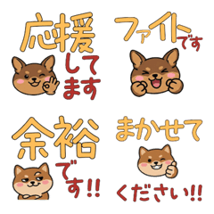 Polite Round Face Chiwachs Mix 23