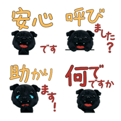 Polite Black Pug  11