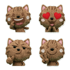 Moving American Wirehair 8th