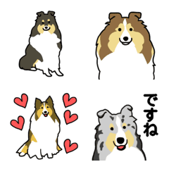 シェルティと毎日