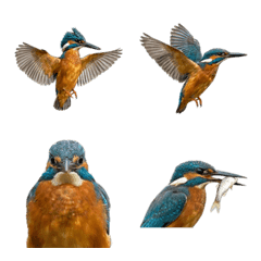 Kingfisher (Realistic)