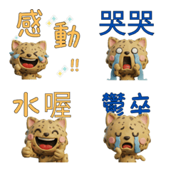 Taiwanese Ojos Azules Cat  39