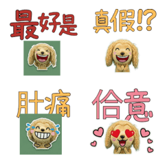 Taiwanese Afghan Hound 33