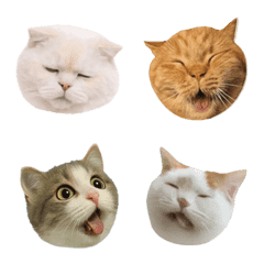 Daily-Use Animated Cats