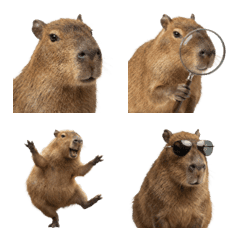 Realistic Capybara Emoji (Capy)