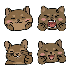 動く丸顔デグー20