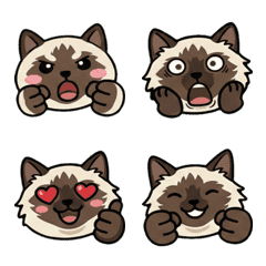 แมวบาลิเนสหน้ากลม ดุ๊กดิ๊ก 20