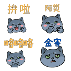 แมวเนเบลุง ไต้หวัน ดุ๊กดิ๊ก 38