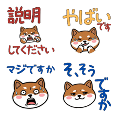 บาเซนจิ สุภาพ ดุ๊กดิ๊ก 24