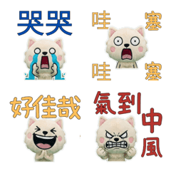 Taiwanese Cymric Cat  33