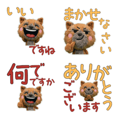 Polite Cairn Terrier  11