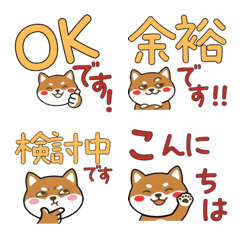 Polite Tenterfield Terrier 23