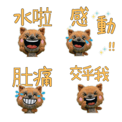 Taiwanese Cairn Terrier  33