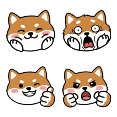 Round Face Toy Fox Terrier 19