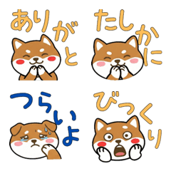 Round Face Tenterfield Terrier 21