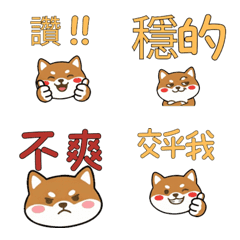 Taiwanese Tenterfield Terrier 37