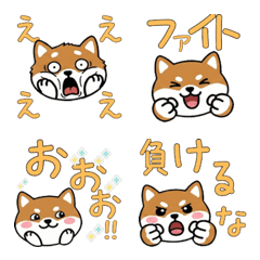 Round Face Toy Fox Terrier 21