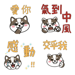 Taiwanese Japanese Badger 37