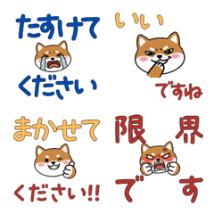 Polite Toy Fox Terrier 23