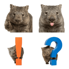 Realistic Wombat Emoji (Photo-style)
