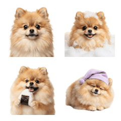 擬真博美表情符號（Pomeranian）