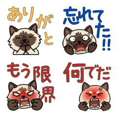 Round Face Balinese Cat 21