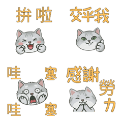 Taiwanese Burmilla Cat 37