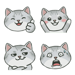 แมวเบอร์มิลลาหน้ากลม 19