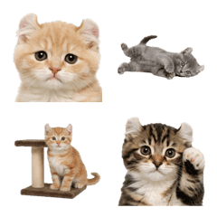 American Curl kitten