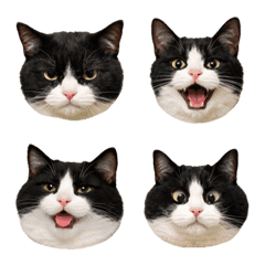 Everyday Hachiware Cats