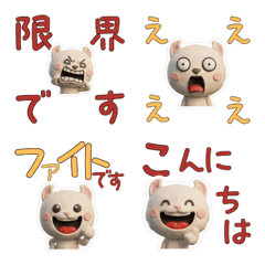 แมวอเมริกันเคิร์ล สุภาพ 29