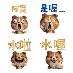 Taiwanese Shetland Sheepdog 39