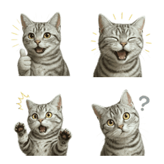 Lucu! Emoji Kucing American Shorthair 1