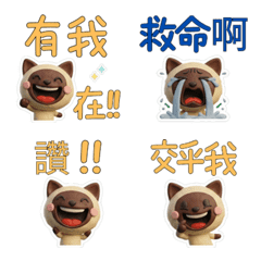 Moving Taiwanese Tonkinese Cat 40