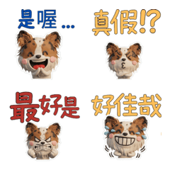 สุนัขปาปิยอง ไต้หวัน 40