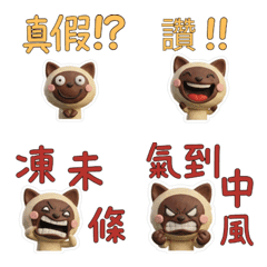 Taiwanese Tonkinese Cat 39