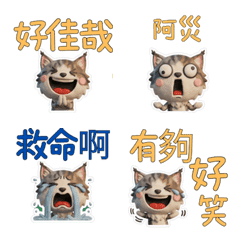 แมวนอร์เวเจียนฟอเรสต์ ไต้หวัน 39