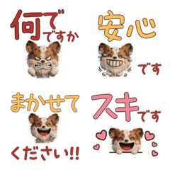 Polite 3D Papillon 29