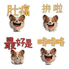 Taiwanese Papillon 39